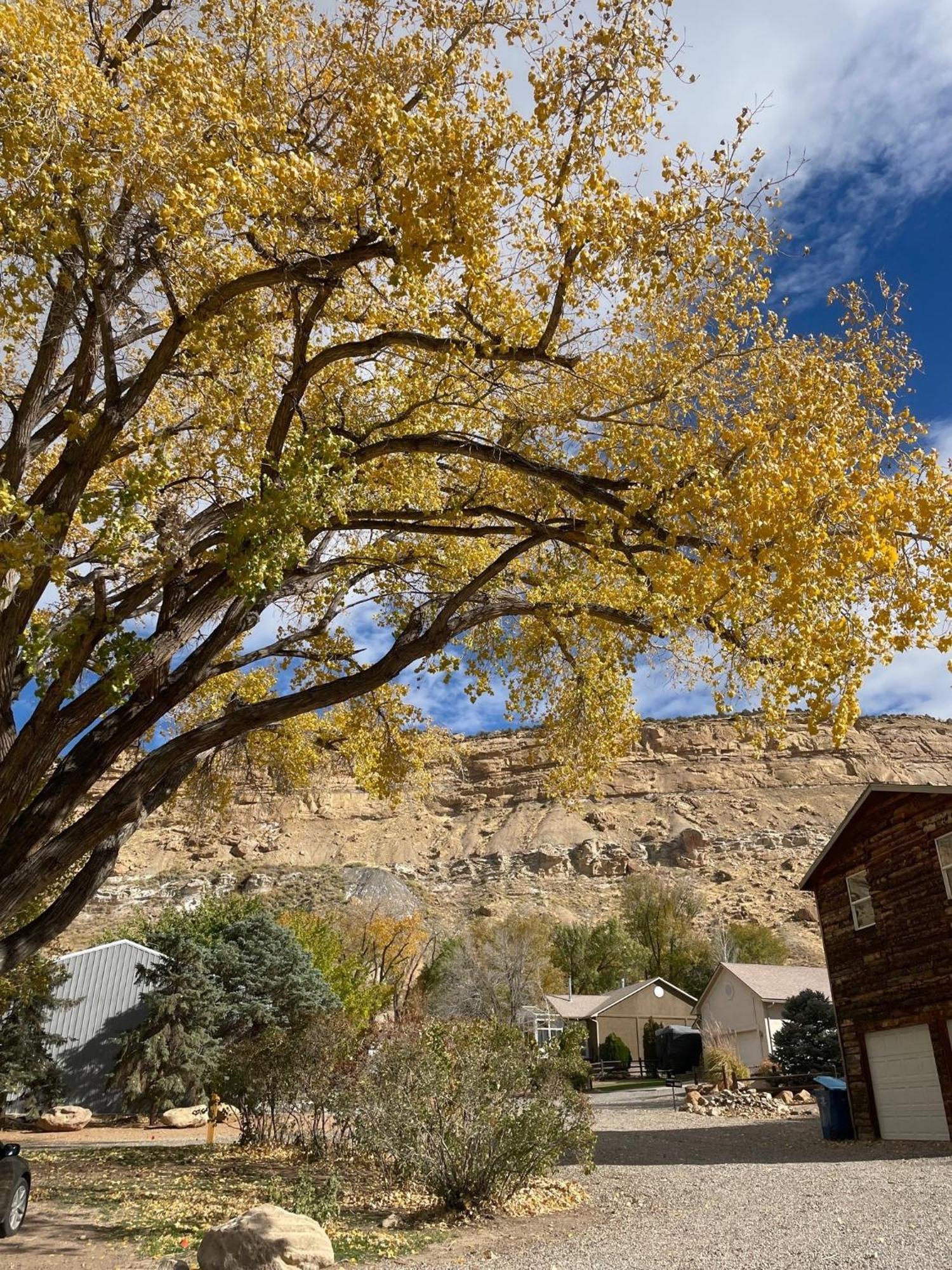 The Homestead Palisade Exterior photo